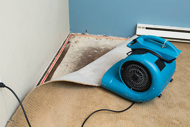 Best Carpet water damage restoration  in Dubuque, IA